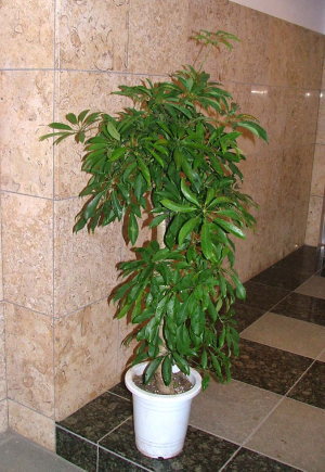 VFt